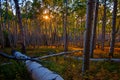 Aspen Canopy Light