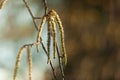Aspen catkins on branch with bokeh background macro