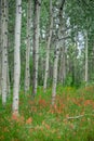 Aspen Stems and Indian Paintbrush Royalty Free Stock Photo