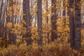 Aspen and Cottonwood - Autumn Forests