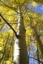 Aspen In Fall