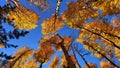 Aspen Leaf Change from Below