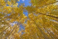 Aspen in Fall Colors Looming Overhead Royalty Free Stock Photo