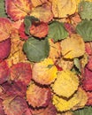 Aspen fall leaves. Autumn background Royalty Free Stock Photo