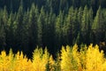 Aspen and fir forests Royalty Free Stock Photo
