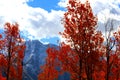 Aspen Fire