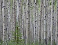 Aspen forest Royalty Free Stock Photo