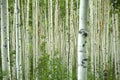 Aspen Forest Royalty Free Stock Photo