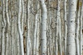 Aspen forest Royalty Free Stock Photo