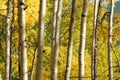 Aspen forest