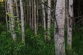 Aspen forest Royalty Free Stock Photo