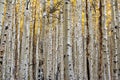 Aspen Forest in Fall Royalty Free Stock Photo