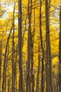 Aspen Forest in Fall