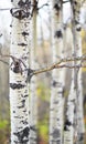 Aspen Forest in the Fall Royalty Free Stock Photo