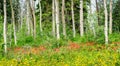 Summer Aspen Forest with Paintbrush and Hawkweed Flowers Royalty Free Stock Photo