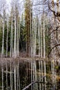 Aspen forest reflection in a pond