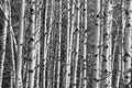 Aspen Forest Tree Trunks Background Royalty Free Stock Photo