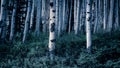 Aspen Forest Trees II