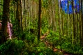 Aspen Forests Trail leads to wilderness adventures Royalty Free Stock Photo