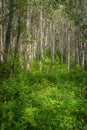 Aspen Green in Summer Royalty Free Stock Photo