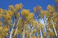 Aspen Grove Royalty Free Stock Photo