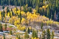 Aspen grove at autumn in Rocky Mountains Royalty Free Stock Photo