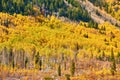 Aspen grove at autumn in Rocky Mountains Royalty Free Stock Photo