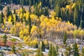 Aspen grove at autumn in Rocky Mountains Royalty Free Stock Photo