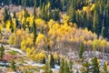 Aspen grove at autumn in Rocky Mountains Royalty Free Stock Photo