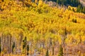 Aspen grove at autumn in Rocky Mountains Royalty Free Stock Photo