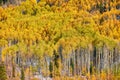 Aspen grove at autumn in Rocky Mountains Royalty Free Stock Photo