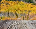 Aspen grove at autumn in Rocky Mountains Royalty Free Stock Photo