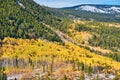 Aspen grove at autumn in Rocky Mountains Royalty Free Stock Photo