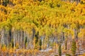 Aspen grove at autumn in Rocky Mountains Royalty Free Stock Photo