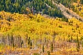 Aspen grove at autumn in Rocky Mountains Royalty Free Stock Photo