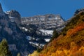 Aspen grove in autumn showing golden slope with rocky mountains in the background Royalty Free Stock Photo