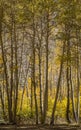 Aspen Grove - Bishop California