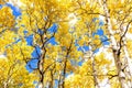 Aspen Grove Canopy in Golden Autumn Splendor