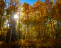 Aspen Grove Changing Color Royalty Free Stock Photo