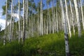 Aspen grove in Colorado Royalty Free Stock Photo