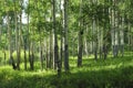 Aspen grove in Colorado