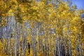 Golden Aspen Grove in Autumn Royalty Free Stock Photo