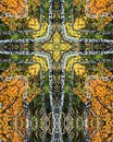 Aspen grove cross4 Royalty Free Stock Photo