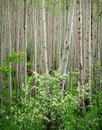 Aspen Grove Dogwood, Maroon Bells Wilderness,