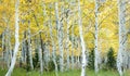 Aspen grove in fall, populus tremuloide Royalty Free Stock Photo