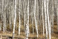 Aspen grove in the late fall with white bark Royalty Free Stock Photo