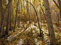 Aspen grove near St. Elmo, Colorado Royalty Free Stock Photo
