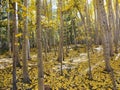 Aspen grove near St. Elmo, Colorado Royalty Free Stock Photo