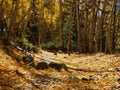 Aspen grove near St. Elmo, Colorado Royalty Free Stock Photo