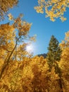 Aspen grove in peak fall colors with sunburst through the branches Royalty Free Stock Photo